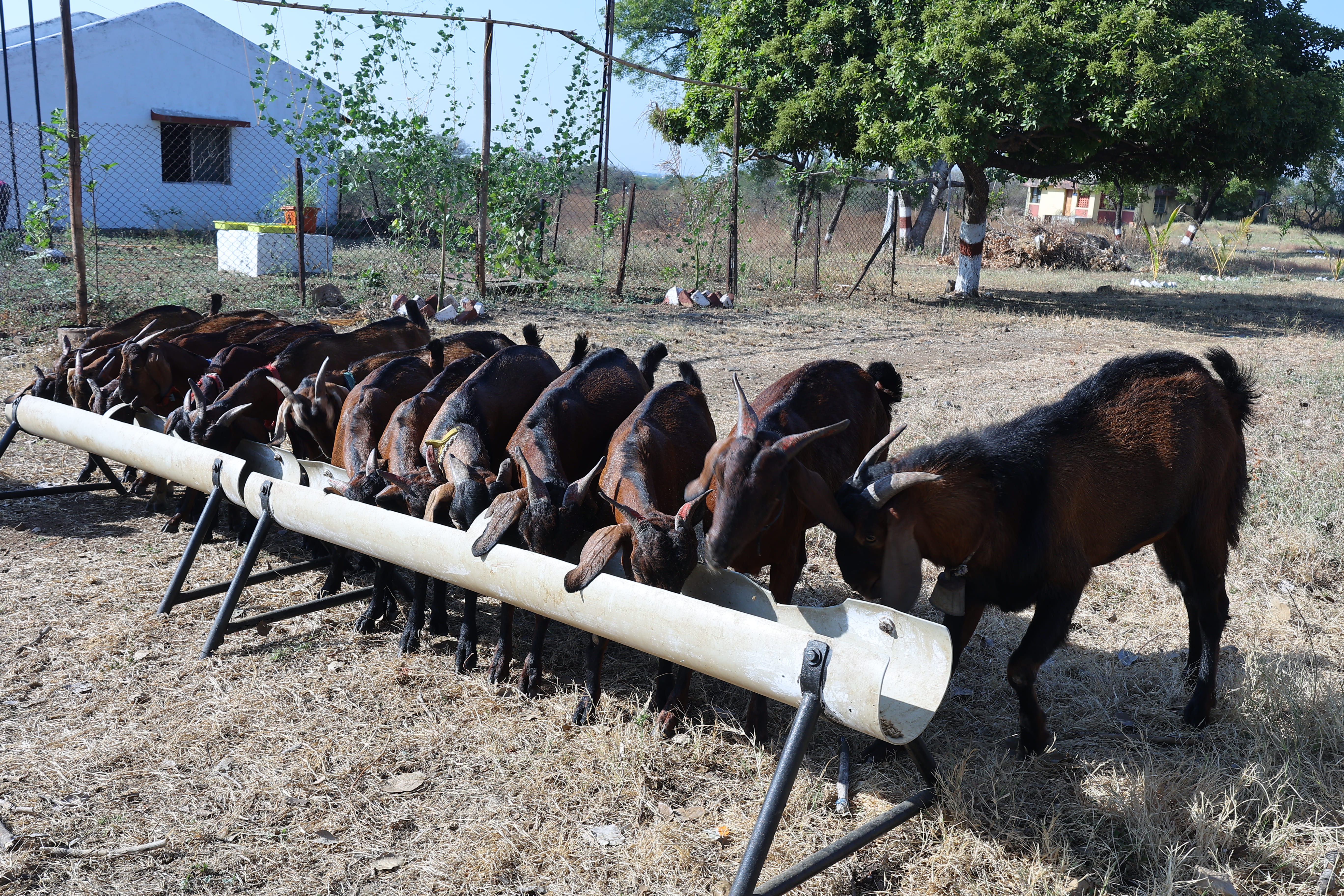 COVAS (Akola) - Berari Goat Deccani Sheep Research Demonstration and ...