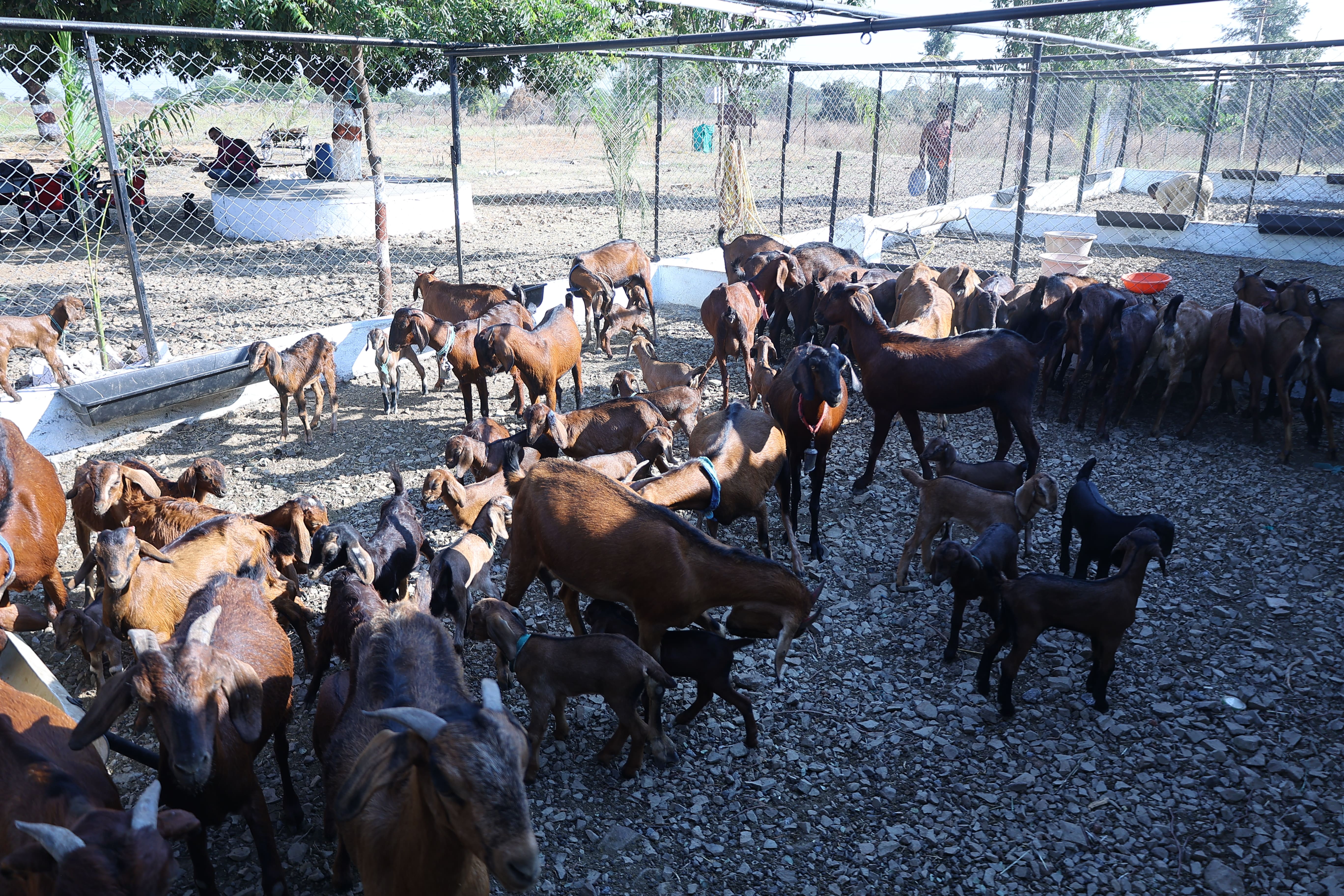 COVAS (Akola) - Berari Goat Deccani Sheep Research Demonstration and ...