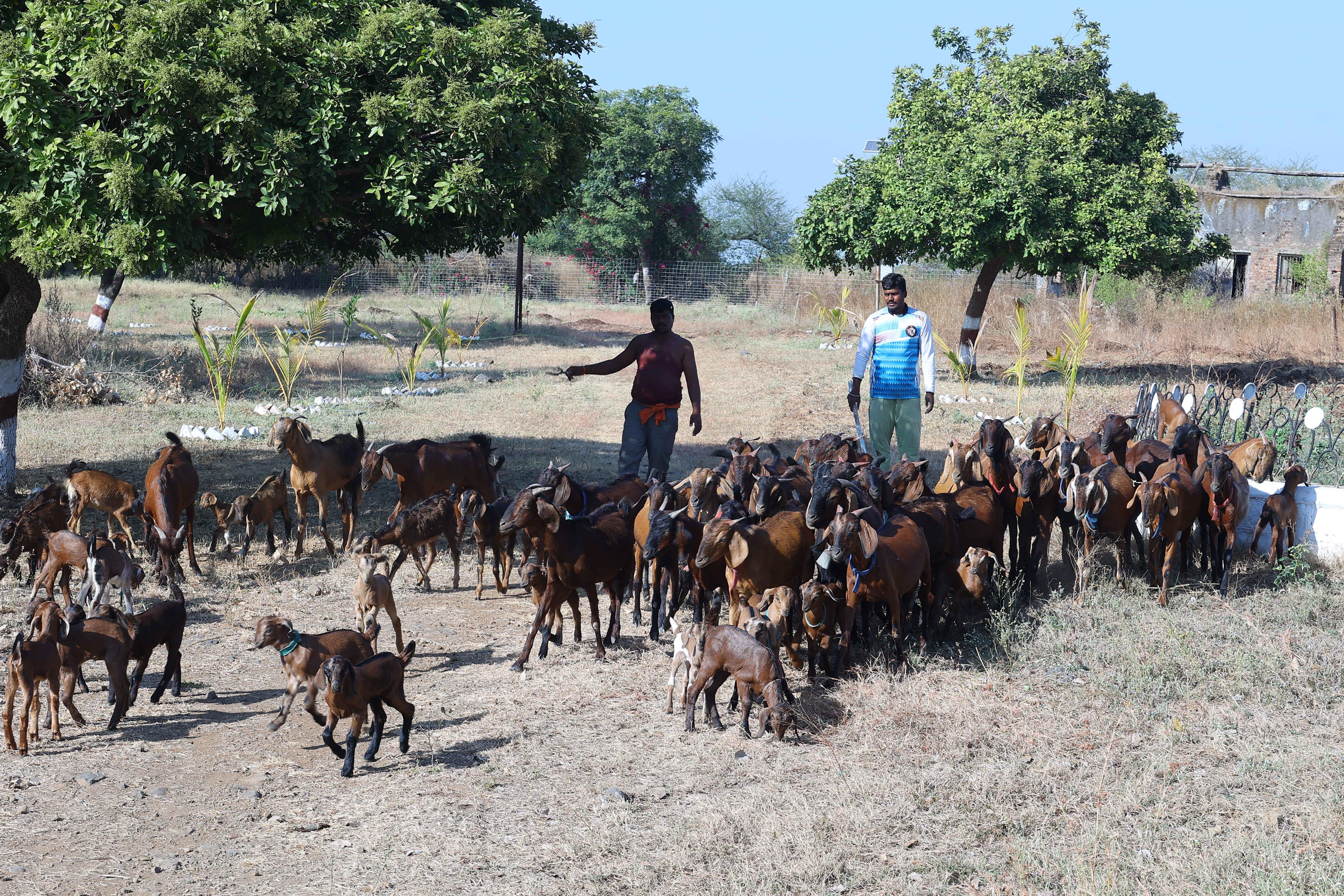 COVAS (Akola) - Berari Goat Deccani Sheep Research Demonstration and ...