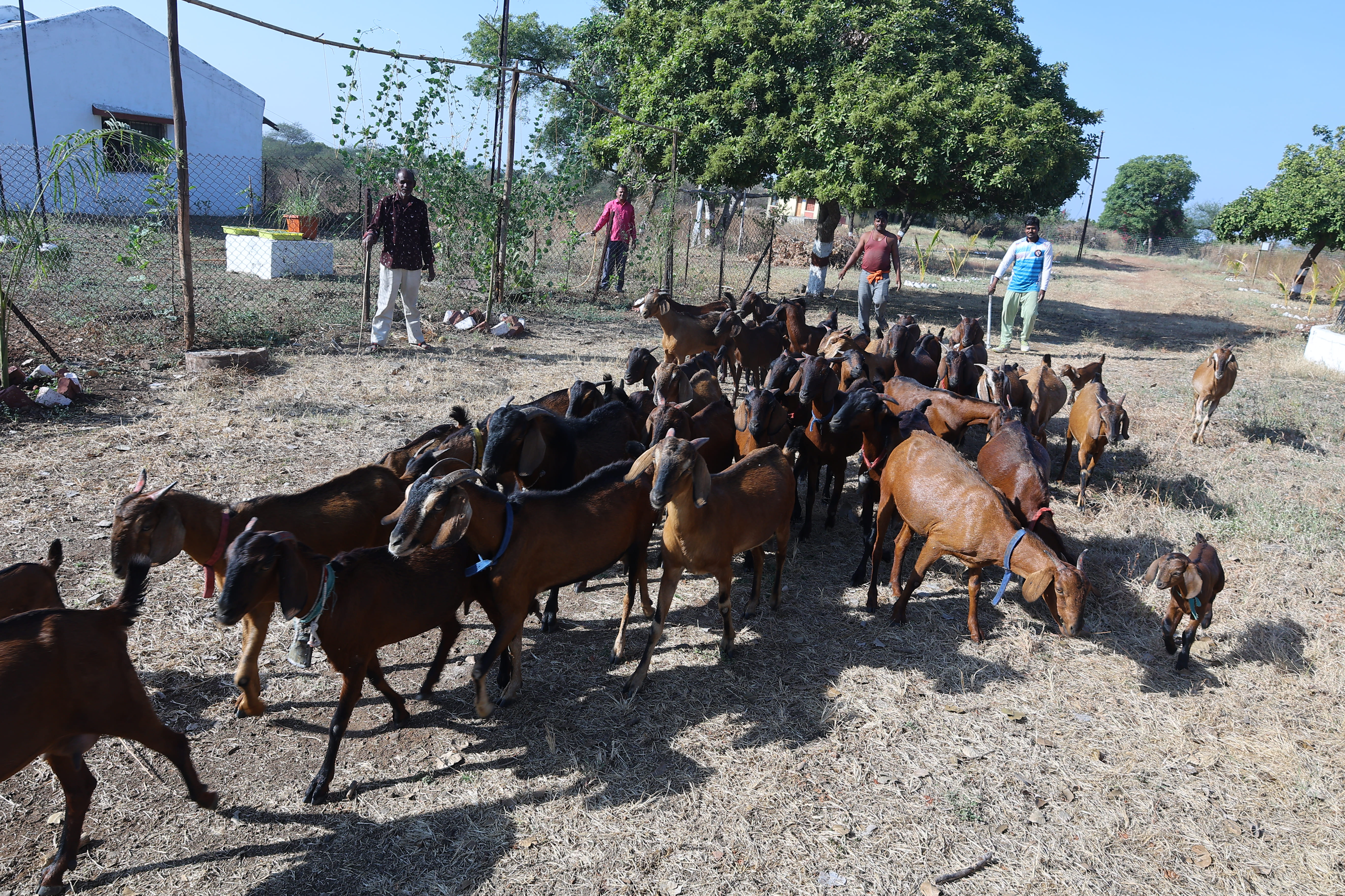 COVAS (Akola) - Berari Goat Deccani Sheep Research Demonstration and ...