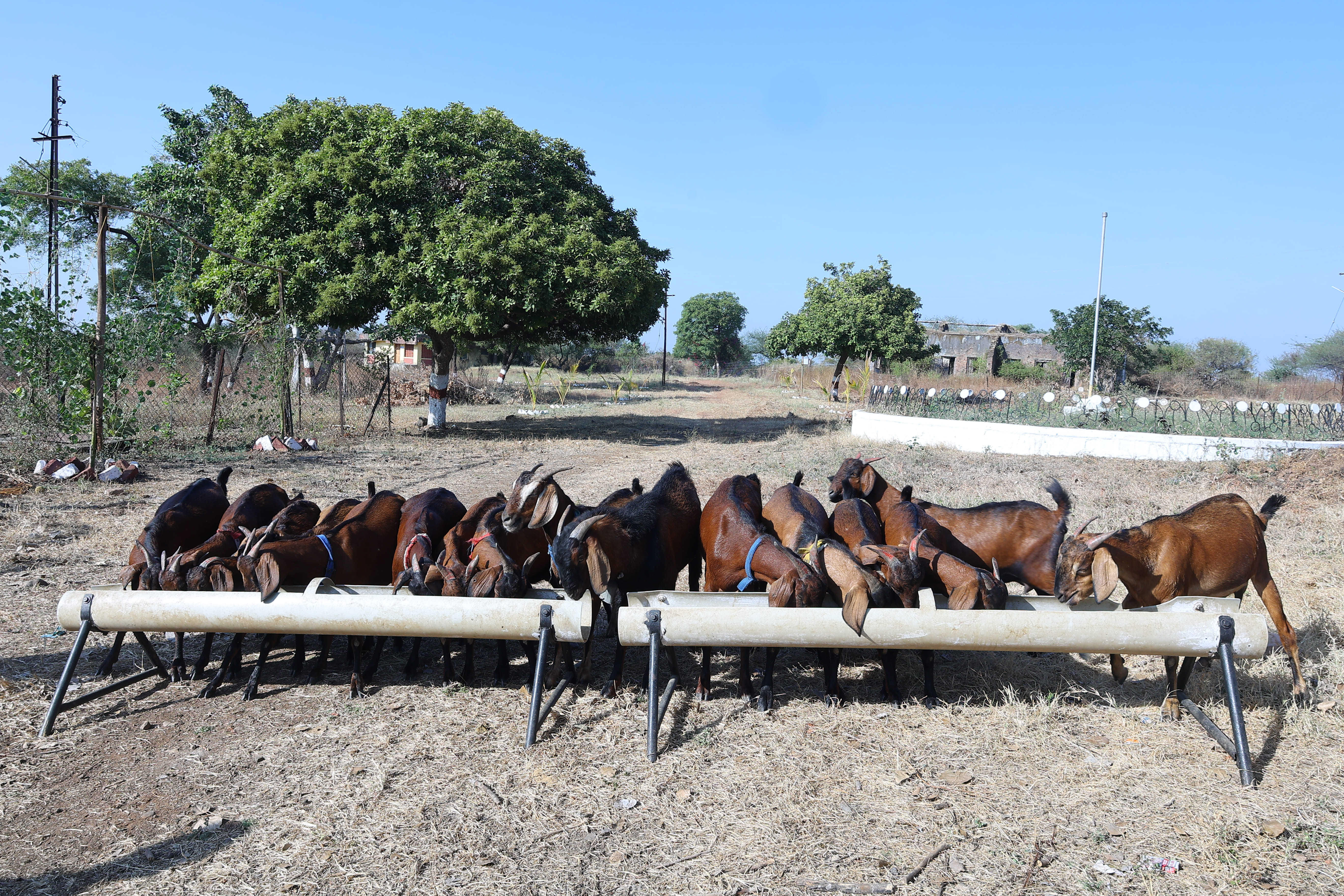 COVAS (Akola) - Berari Goat Deccani Sheep Research Demonstration and ...