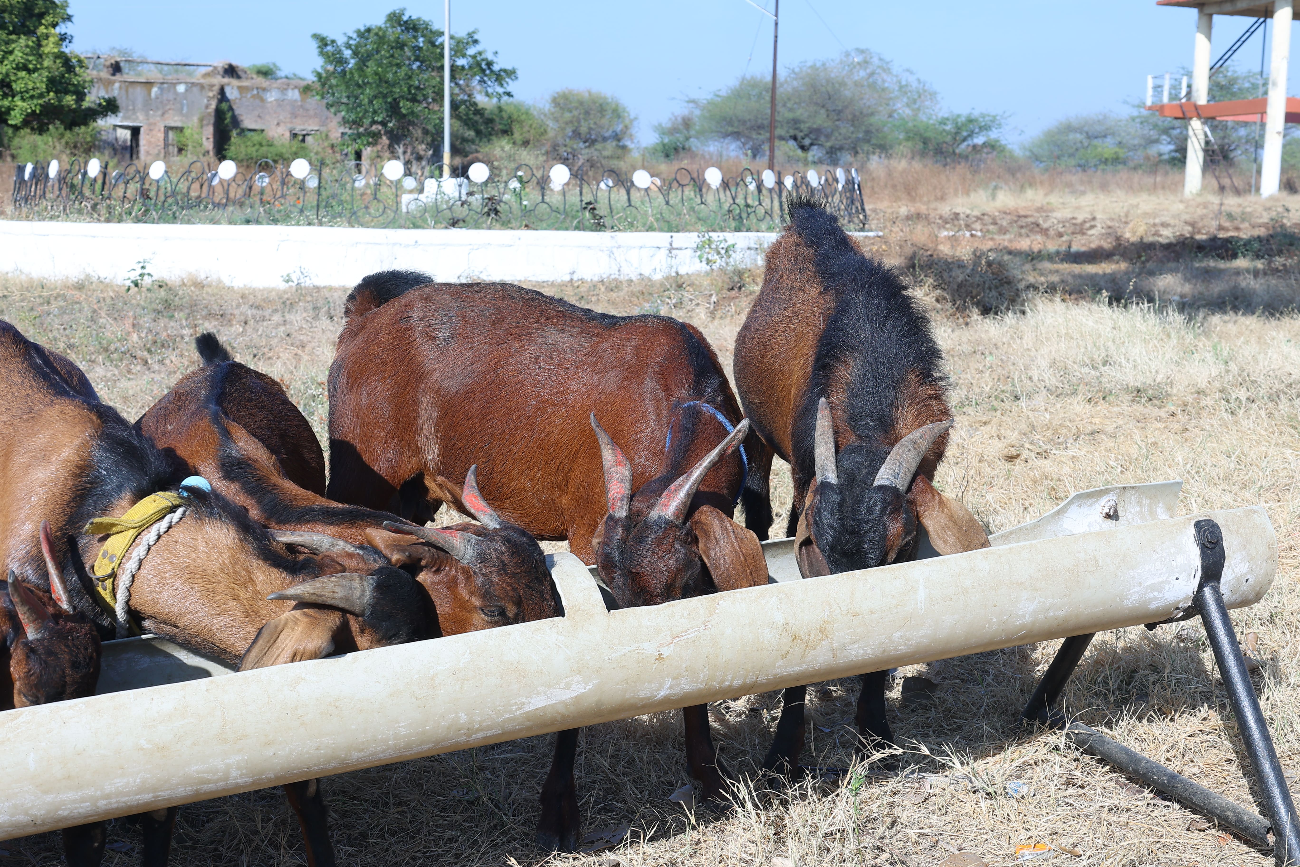 COVAS (Akola) - Berari Goat Deccani Sheep Research Demonstration and ...