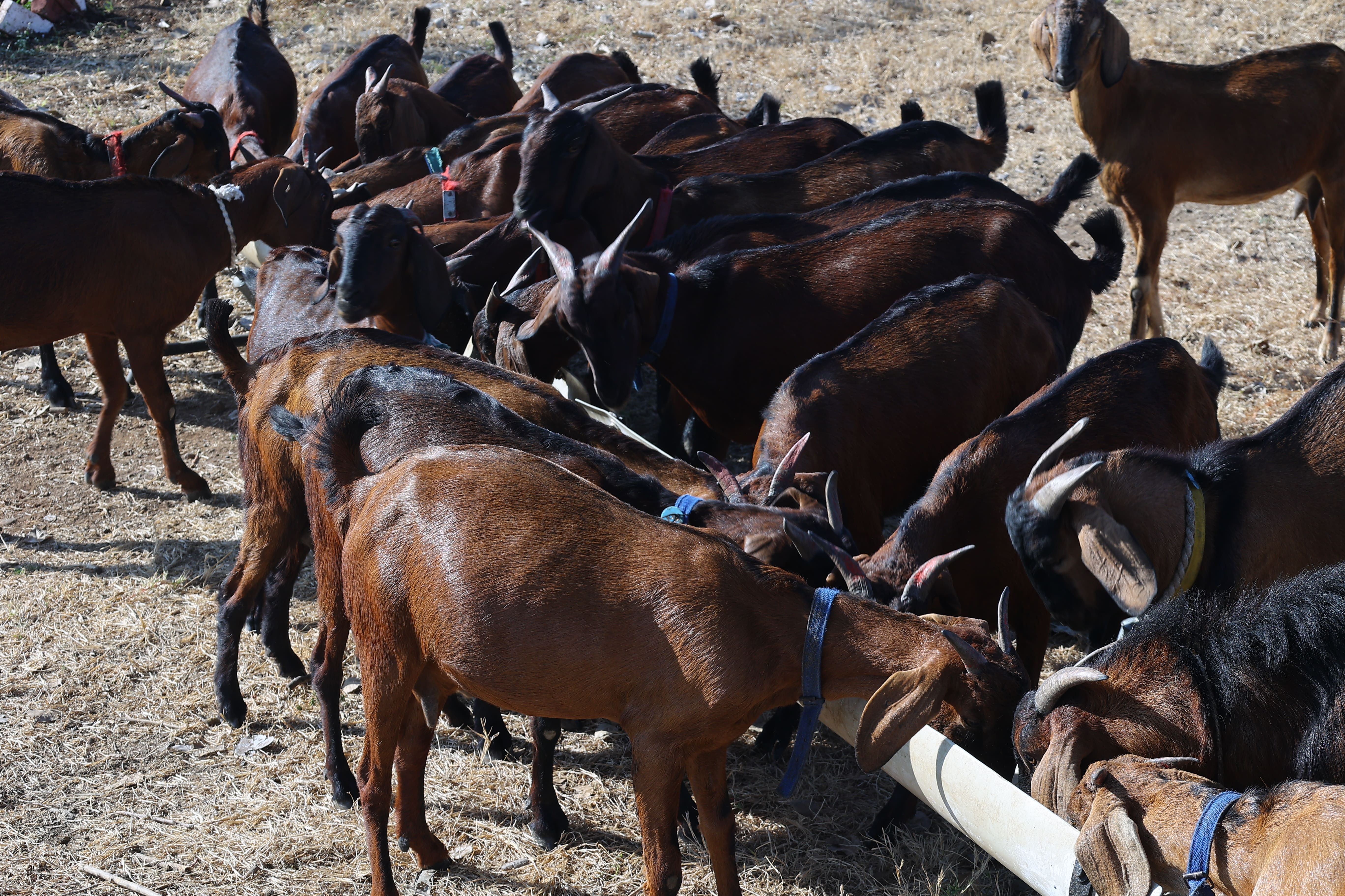 COVAS (Akola) - Berari Goat Deccani Sheep Research Demonstration and ...