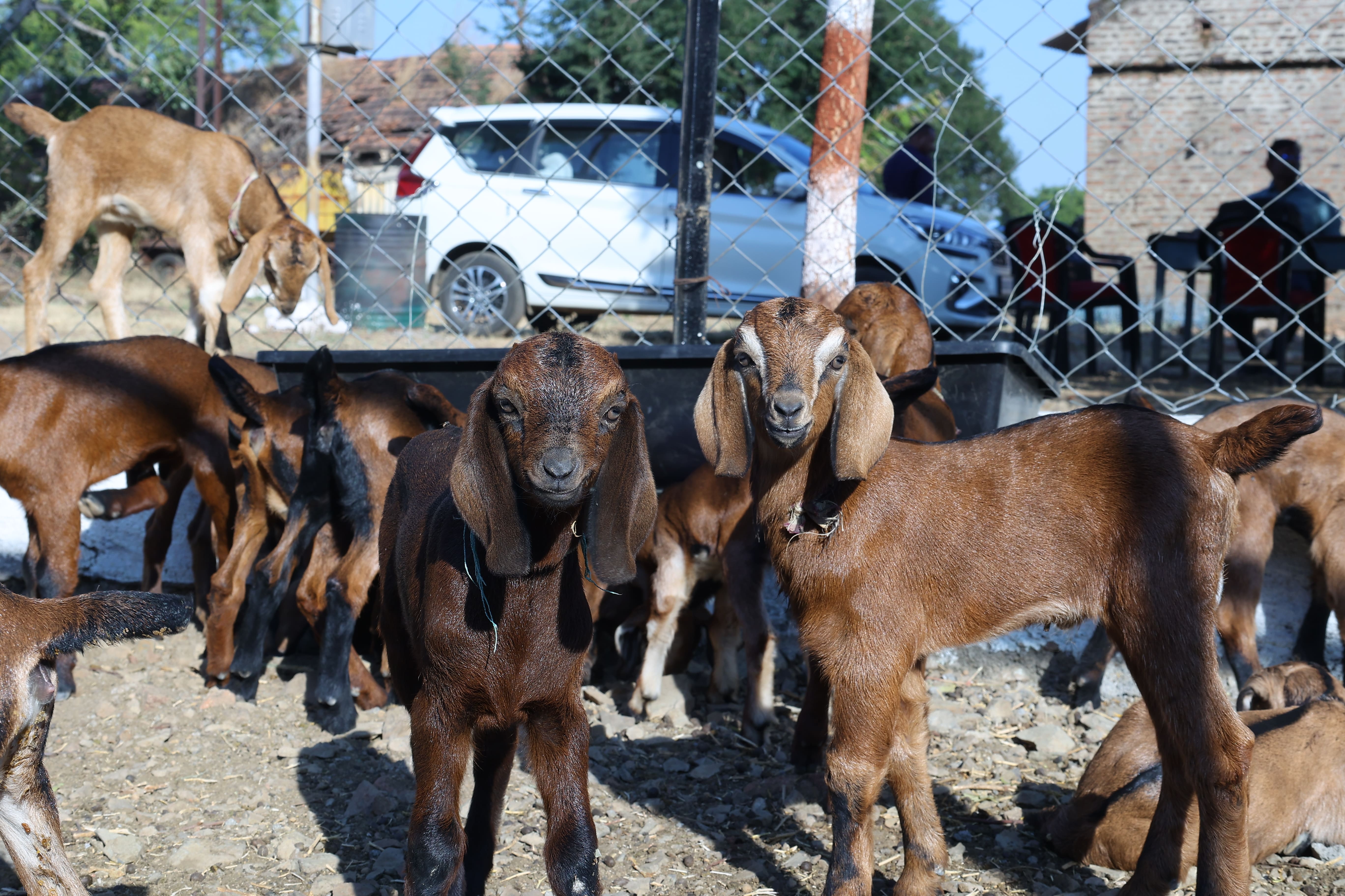 COVAS (Akola) - Berari Goat Deccani Sheep Research Demonstration and ...