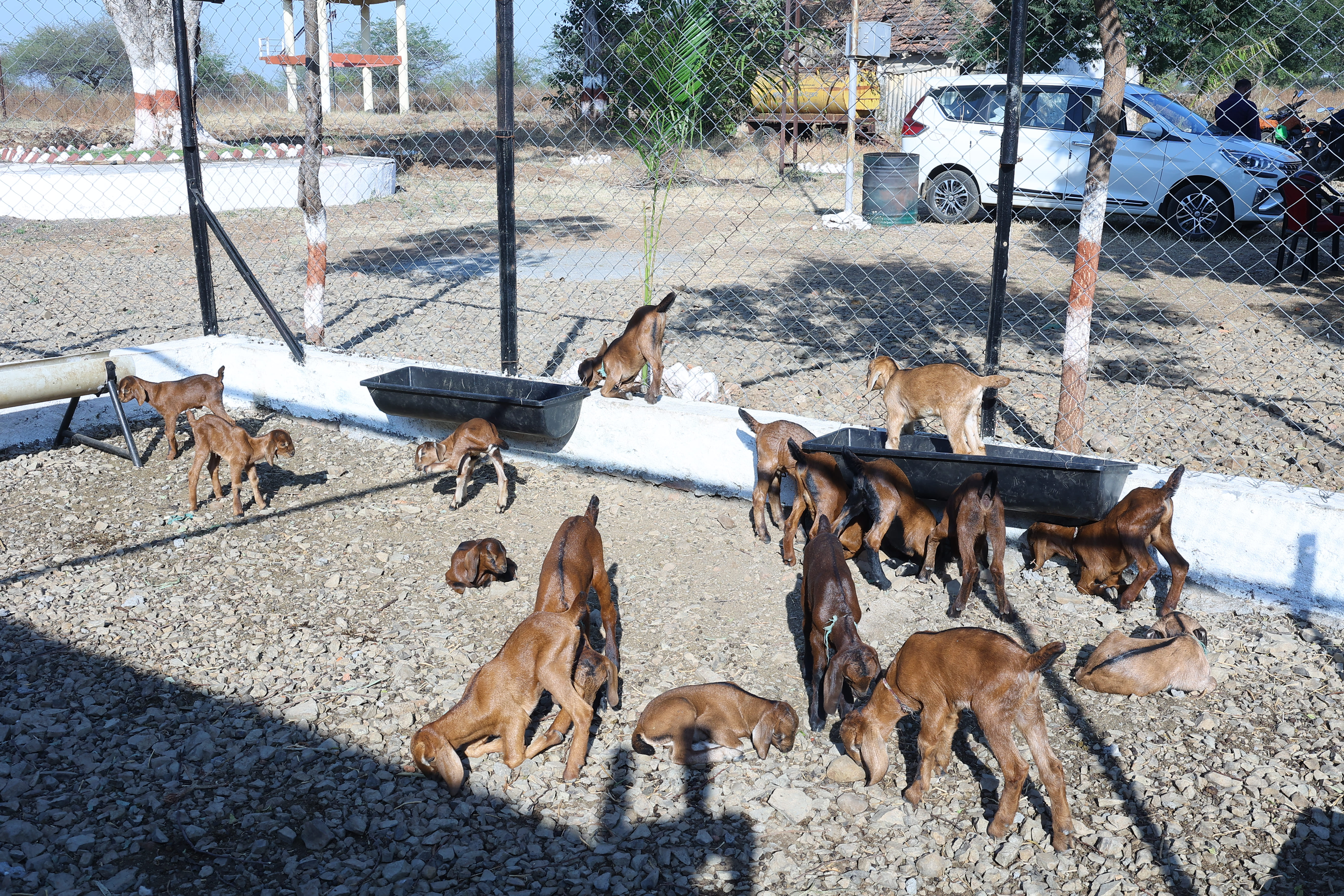 COVAS (Akola) - Berari Goat Deccani Sheep Research Demonstration and ...