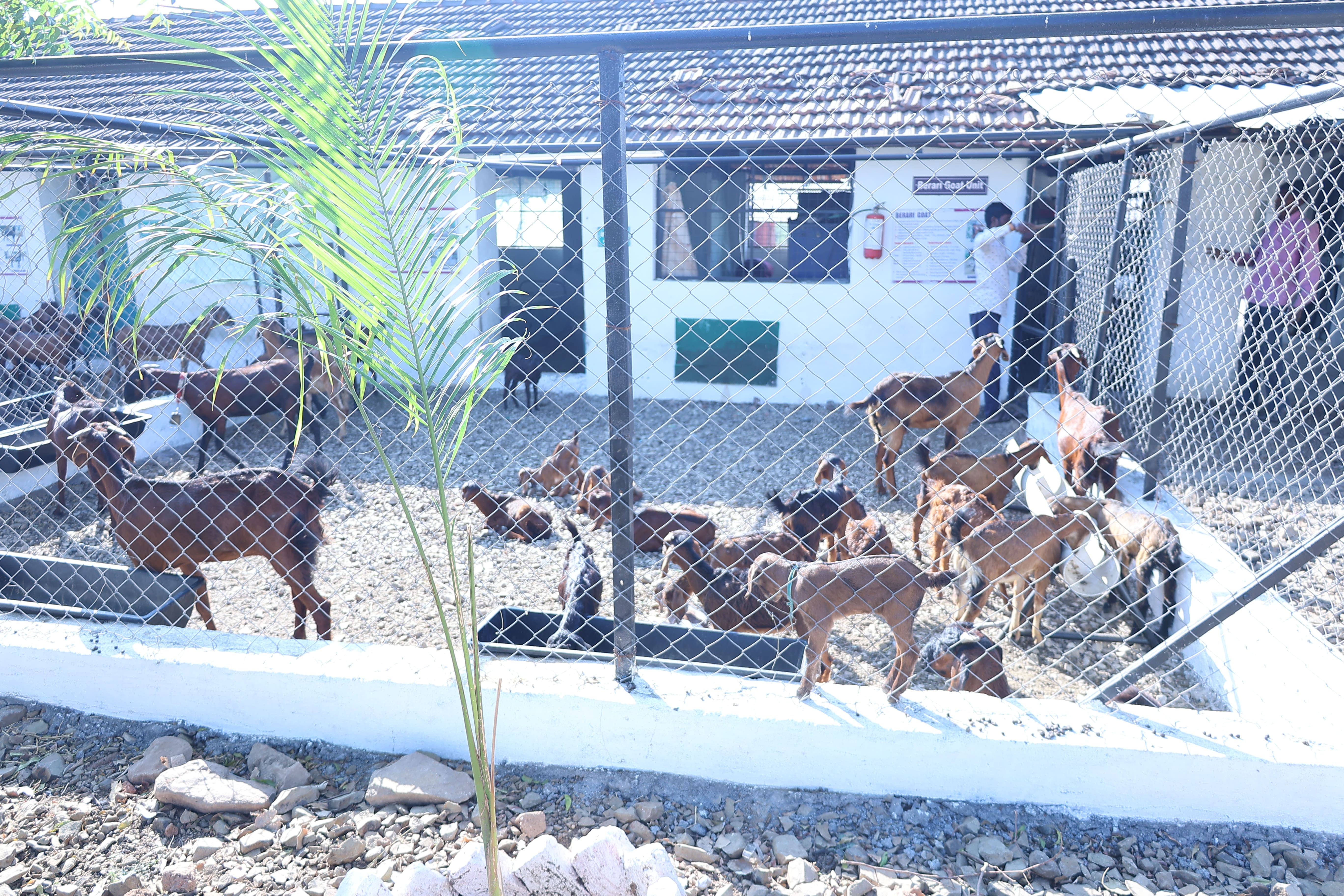 COVAS (Akola) - Berari Goat Deccani Sheep Research Demonstration and ...